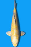 Karashi Yamabuki Ogon (ID7153 B2)