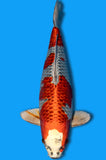 Karashi Kujaku (ID5448 B2)