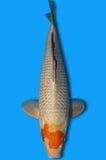 Karashi Tancho Ochiba (ID2648 B5)
