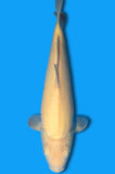 Karashigoi (ID2929 B8)