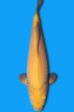 Karashigoi (ID2906 B8)