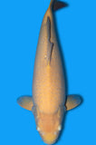 Karashigoi (ID4199 B10)