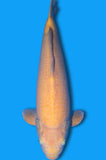 Karashigoi (ID5750 B2)