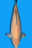Karashigoi (ID6462 B3)