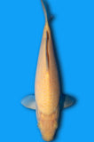 Karashigoi (ID6601 B9)