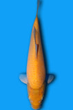 Karashigoi (ID6676 B9)