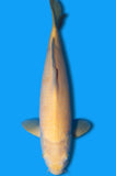 Karashigoi (ID7311 B3)