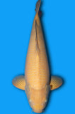 Karashigoi (ID7311 B1)