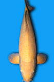 Karashigoi (ID7331 B2)