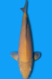 Karashigoi (ID7360 B5)