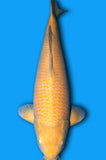 Karashigoi (ID7360 B1)