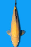 Karashigoi (ID7433 B9)