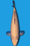 Karashigoi (ID8030 B5)