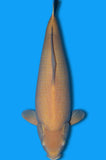 Karashigoi (ID8728 B1)