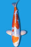 Kikusui (ID5901 B1)