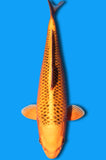 Kin Matsuba (ID3598 B9)
