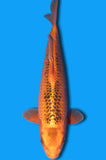 Kin Matsuba (ID3654 B9)