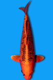 Kin Matsuba Ogon (ID7548 B6)
