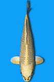 Kin Matsuba Ogon (ID7224 B1)