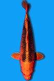 Kin Matsuba Ogon (ID7483 B6)