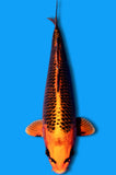 Kin Matsuba Ogon (ID7506 B9)
