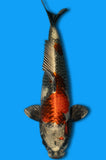 Kin Showa (ID2165 B6)