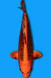 Kin Matsuba (ID2358 B1)