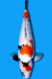 Kindai Showa (ID9525 B1)