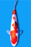 Kohaku (ID1626 B7)