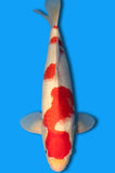 Kohaku (ID2600 B9)