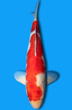 Kohaku (ID4881 B5)