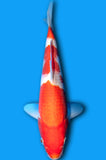 Kohaku (ID6865 B9)