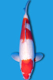 Kohaku (ID7583 Außenb.)