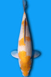 Koyo (ID8033 B9)