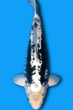 Kumonryu (ID2770 B3)