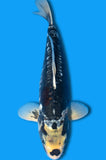 Kumonryu (ID3029 B5)