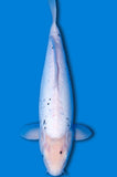 Kumonryu (ID6071 B1)