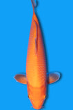 Orenji Karashi (ID8383 B7)