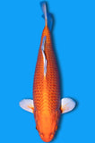 Orenji Ogon (ID5824 B2)