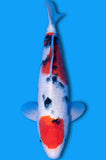 Sanke (ID5847 B1)