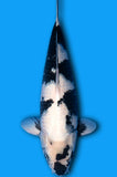 Shiro Utsuri (ID7428 B2)