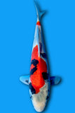 Showa (ID6748 B9)
