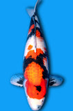 Showa (ID7231 B1)