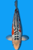 Shusui (ID5242 B7)