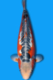 Shusui (ID6111 B5)