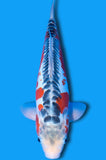 Shusui (ID6111 B5)