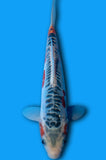 Shusui (ID6935 B9)