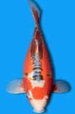 Shusui - Short Body (ID8423 B1)