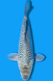 Soragoi (ID6780 B7)