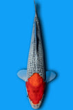 Tancho Goshiki (ID6917 B9)